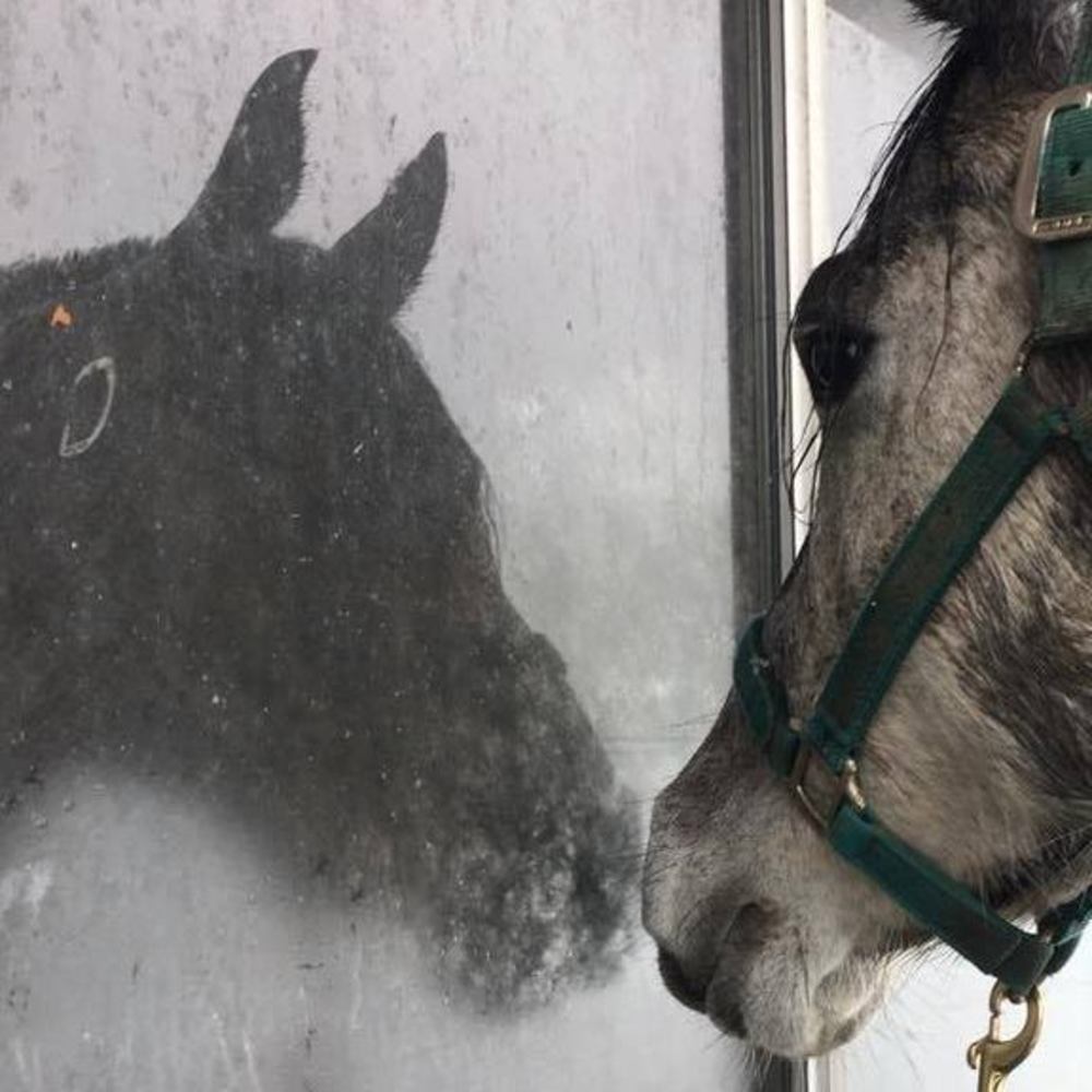 Meet your Posher, Indigo.